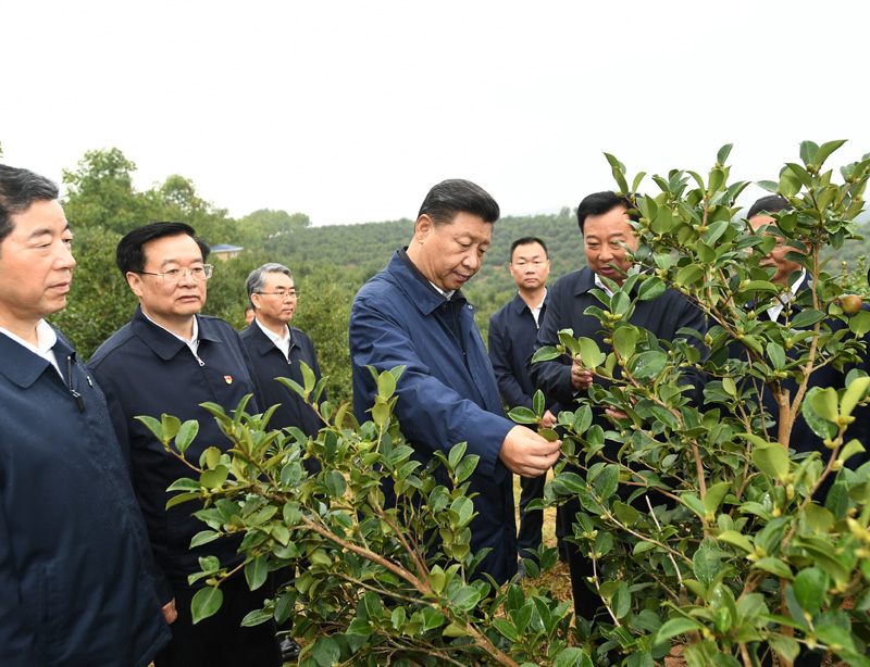 　　9月16日至18日，中共中央總書記、國家主席、中央軍委主席習近平在河南考察。這是17日上午，習近平來到信陽市光山縣槐店鄉(xiāng)司馬光油茶園，實地察看油茶樹種植和掛果情況。新華社記者 謝環(huán)馳 攝